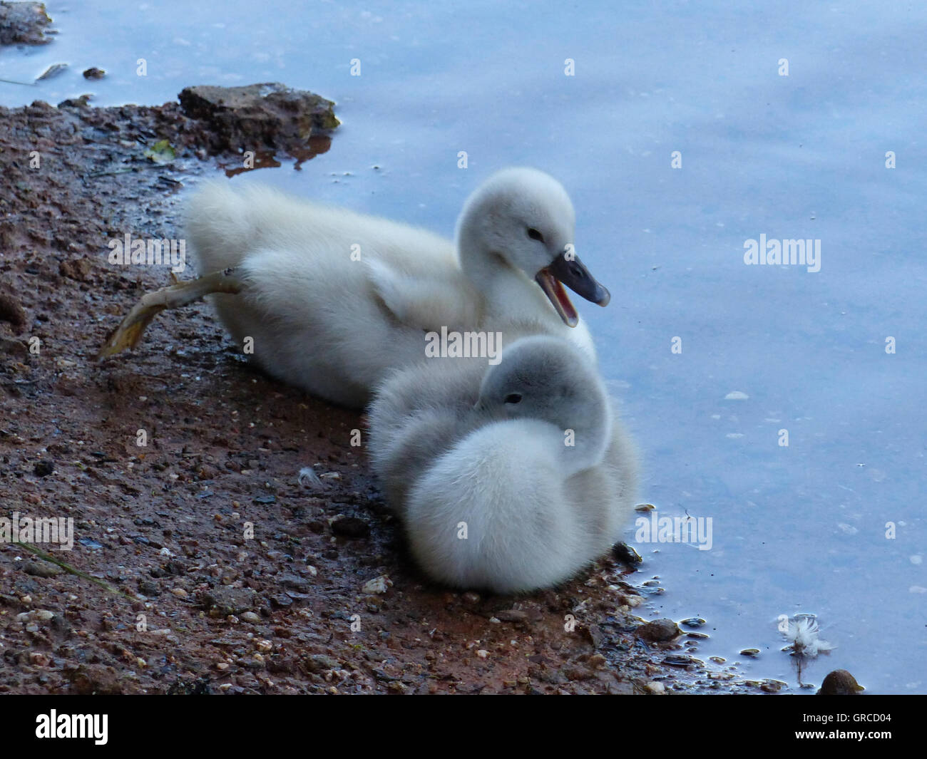 Two Little Swan Chicks At The Water, Two Weeks Old Stock Photo
