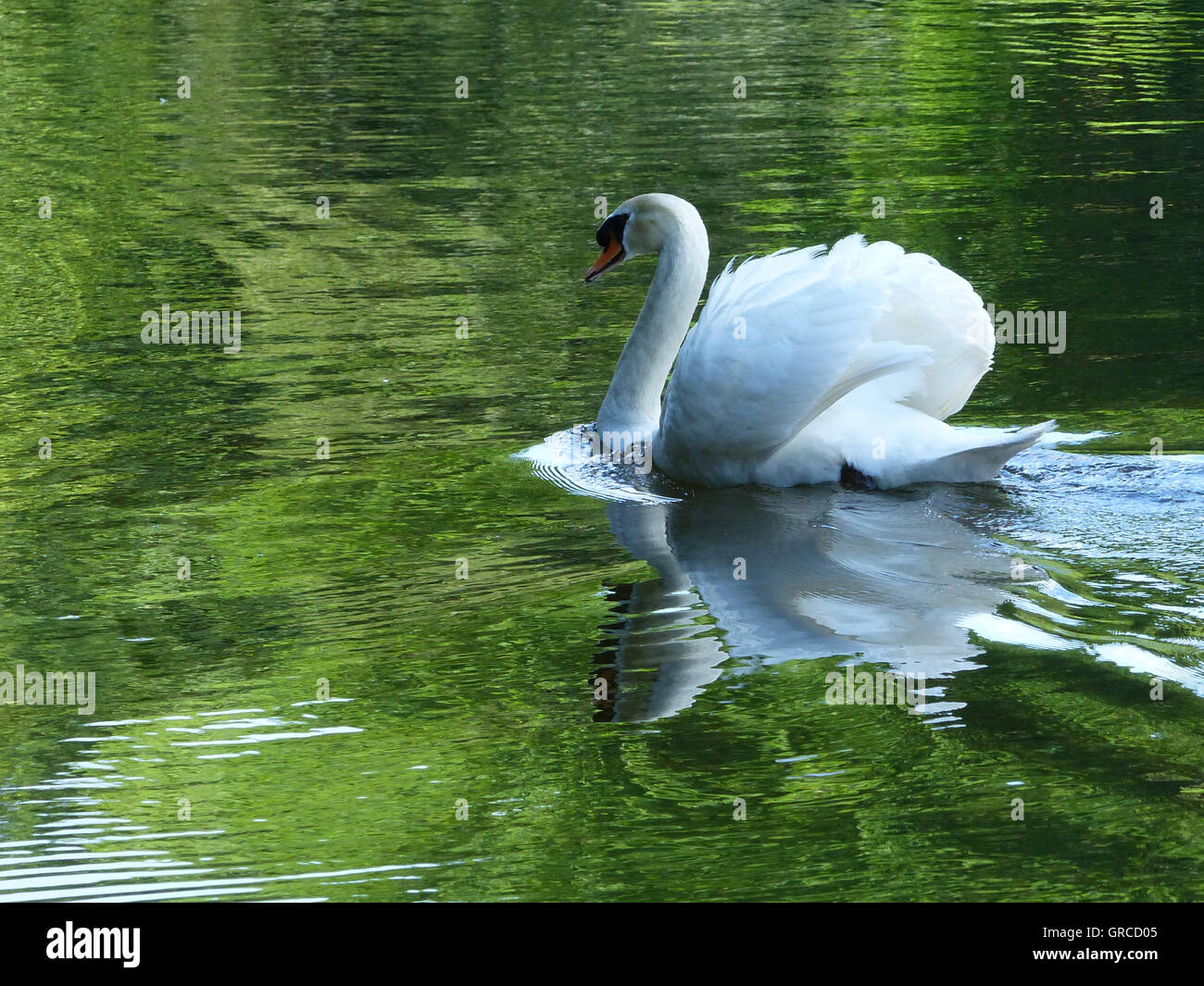 Swan Swimming On A Lake Stock Photo