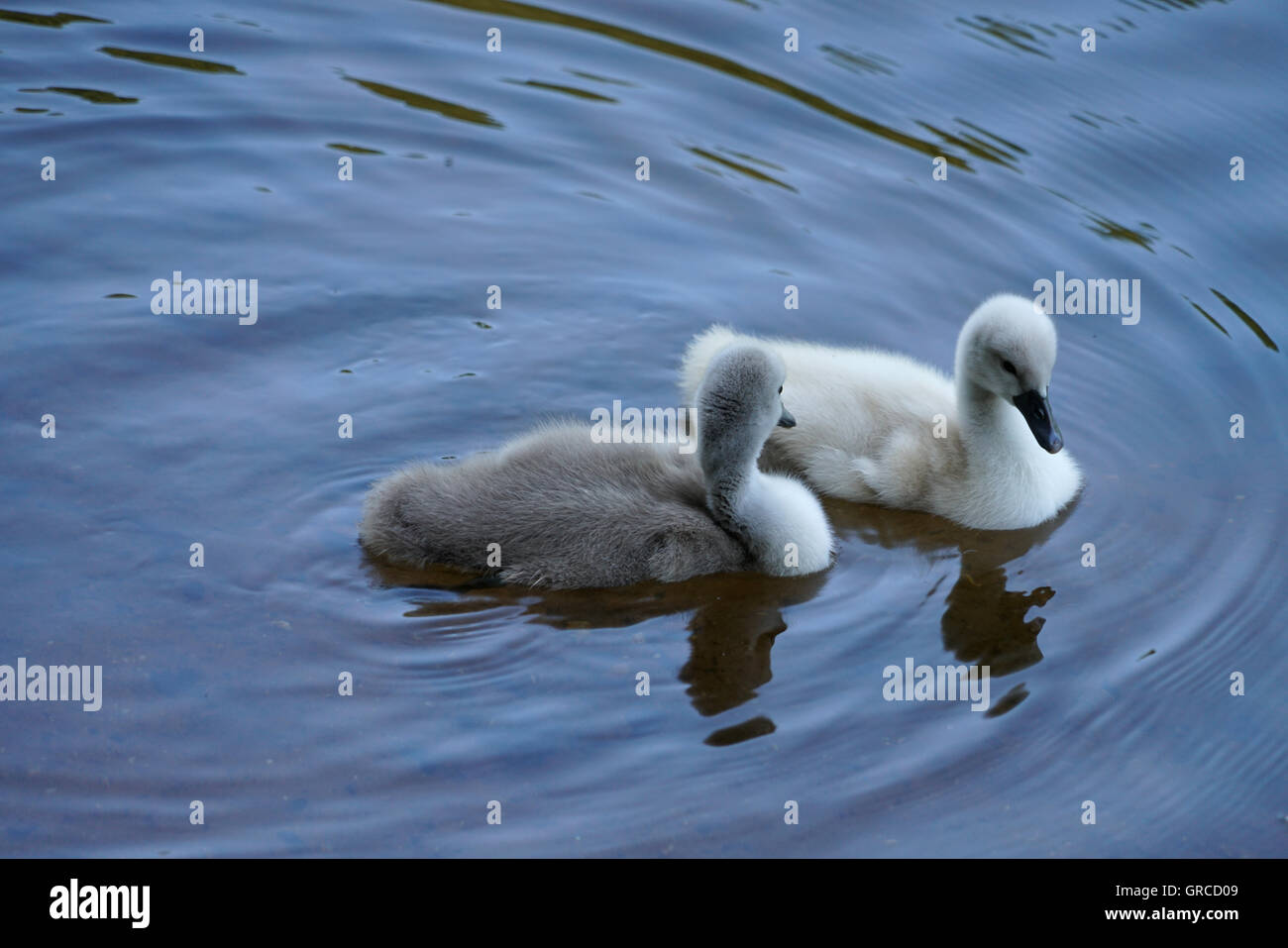 Two Little Swan Chicks Swimming On The Water, Two Weeks Old Stock Photo