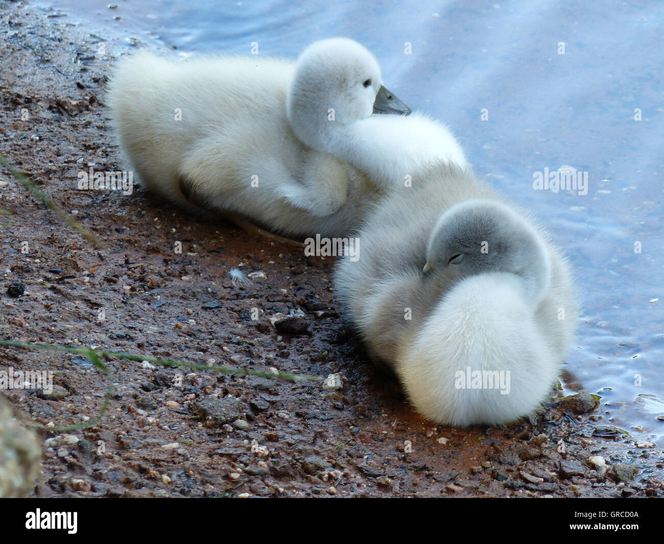 Two Little Swan Chicks At The Water, Two Weeks Old Stock Photo
