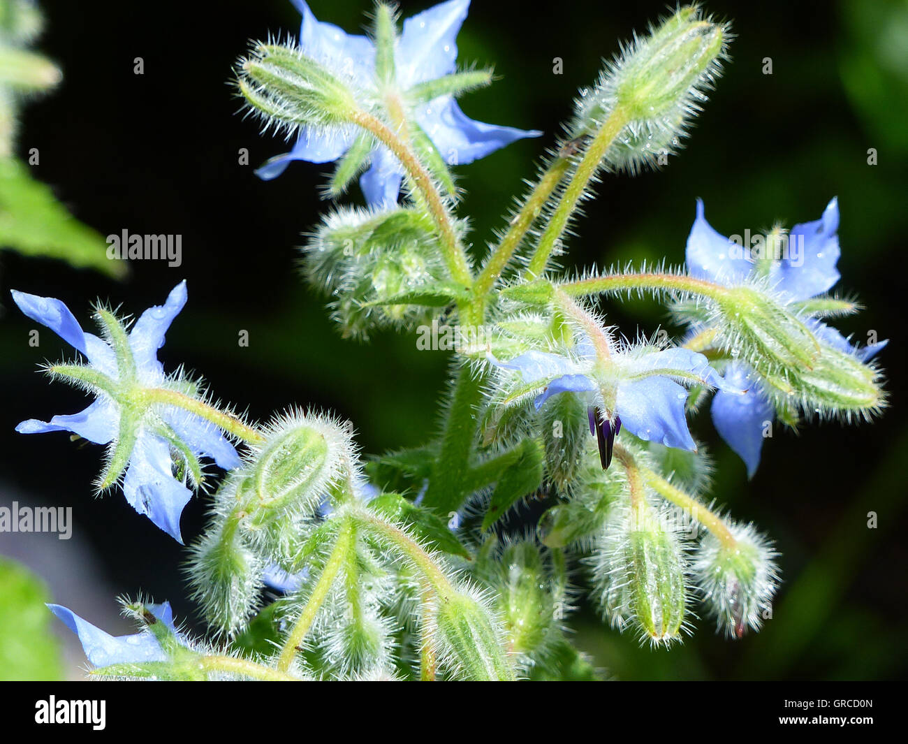 Common Borage, Borago Officinalis, With Dark Background Stock Photo - Alamy