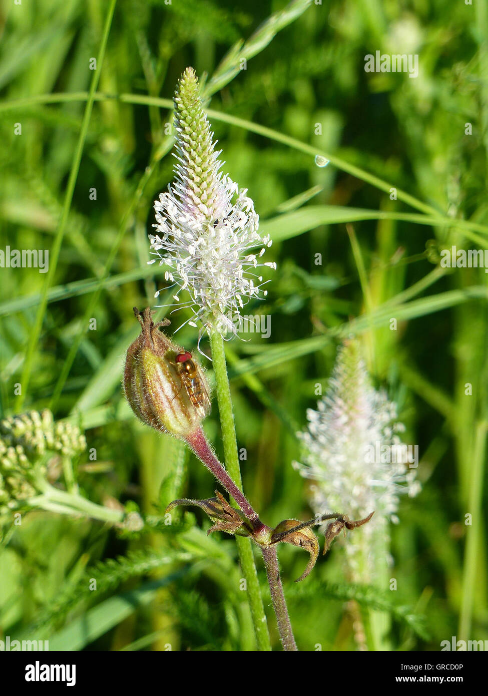 Hoary Plantain, Plantago Media, Flowering Plants With A Hoverfly, On A Meadow Stock Photo