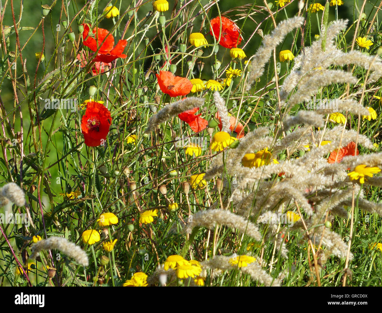 Summer Meadow, Flower Meadow Stock Photo