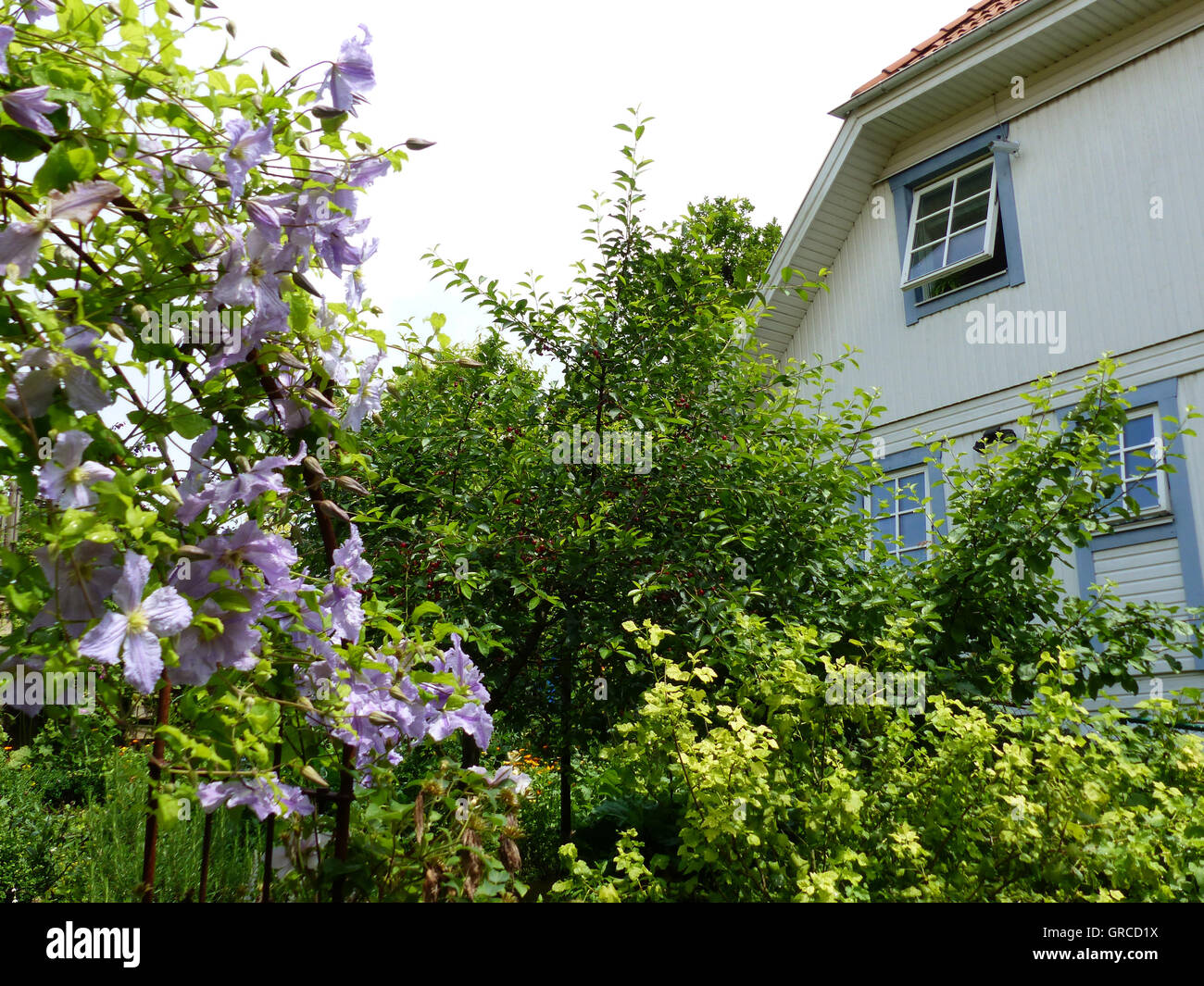 Detached House With Garden Stock Photo - Alamy