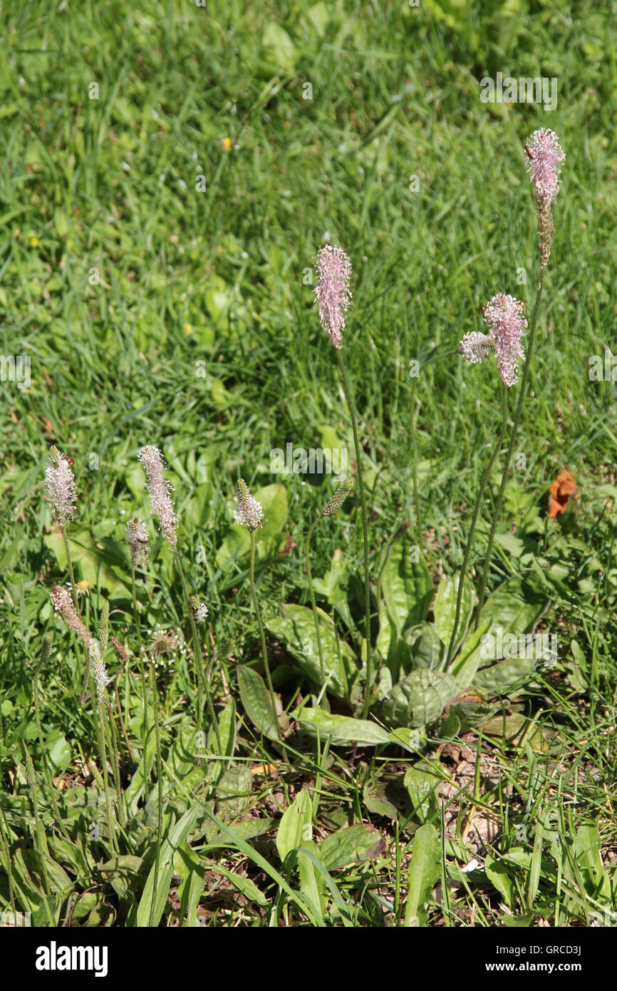 Blooming Hoary Plantain, Plantago Media Stock Photo