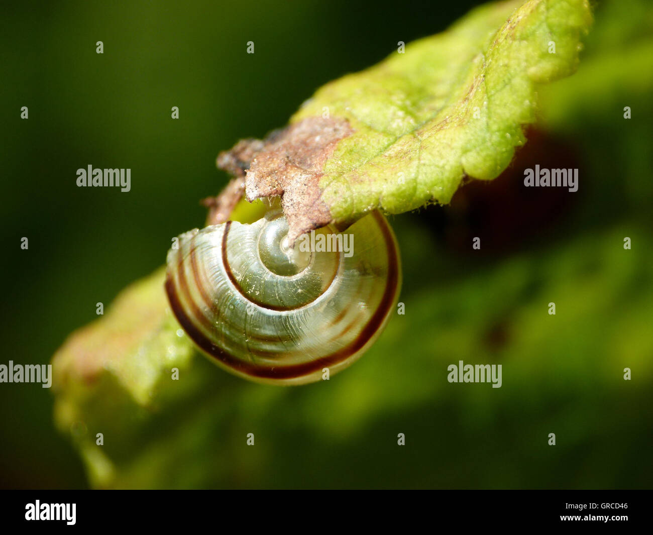 Little Snail, Snail Shell On A Leaf With Green Background Stock Photo ...