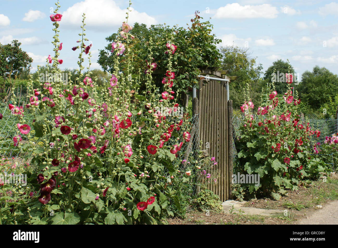 Garden Fence With Hollyhocks, Alcea Rosea Stock Photo - Alamy