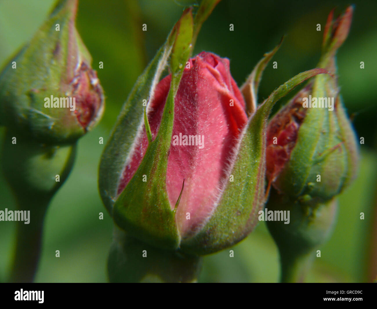Rosebuds With Green Background Stock Photo Alamy