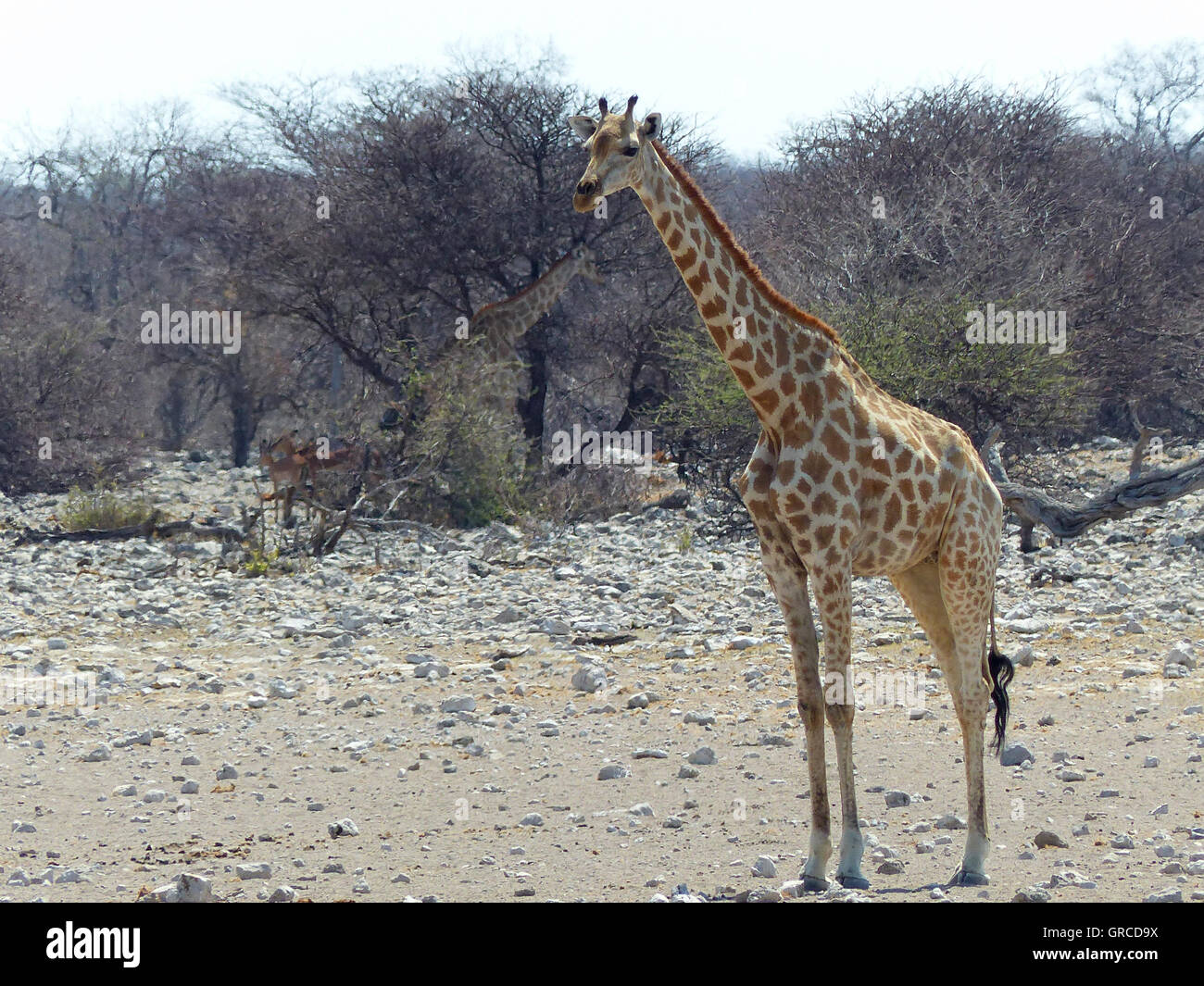 Giraffe In The Wild Stock Photo