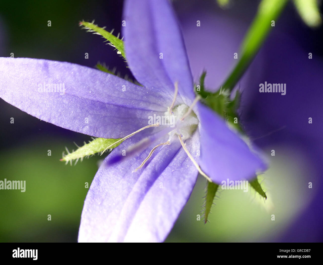 Bellflower Closeup, Campanula, Which Has Lost A Petal. The Bellflower Normally Has Five Petals Stock Photo
