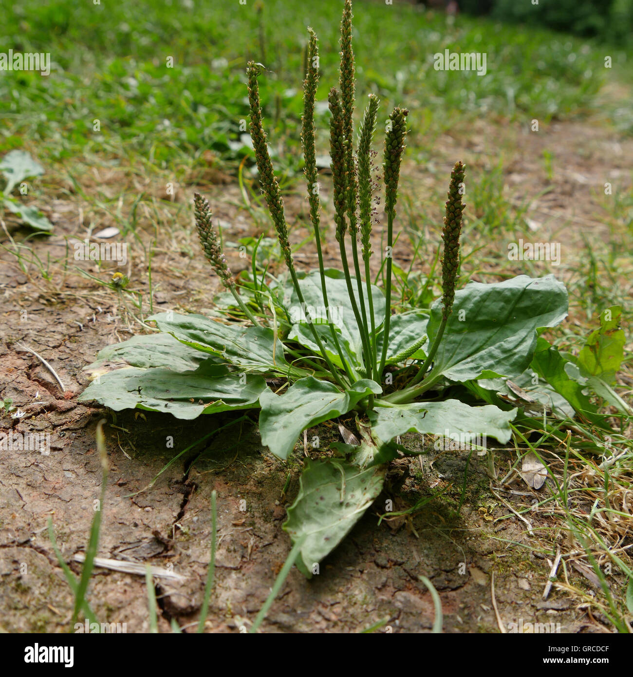 Common Plantain, Plantago Major Stock Photo