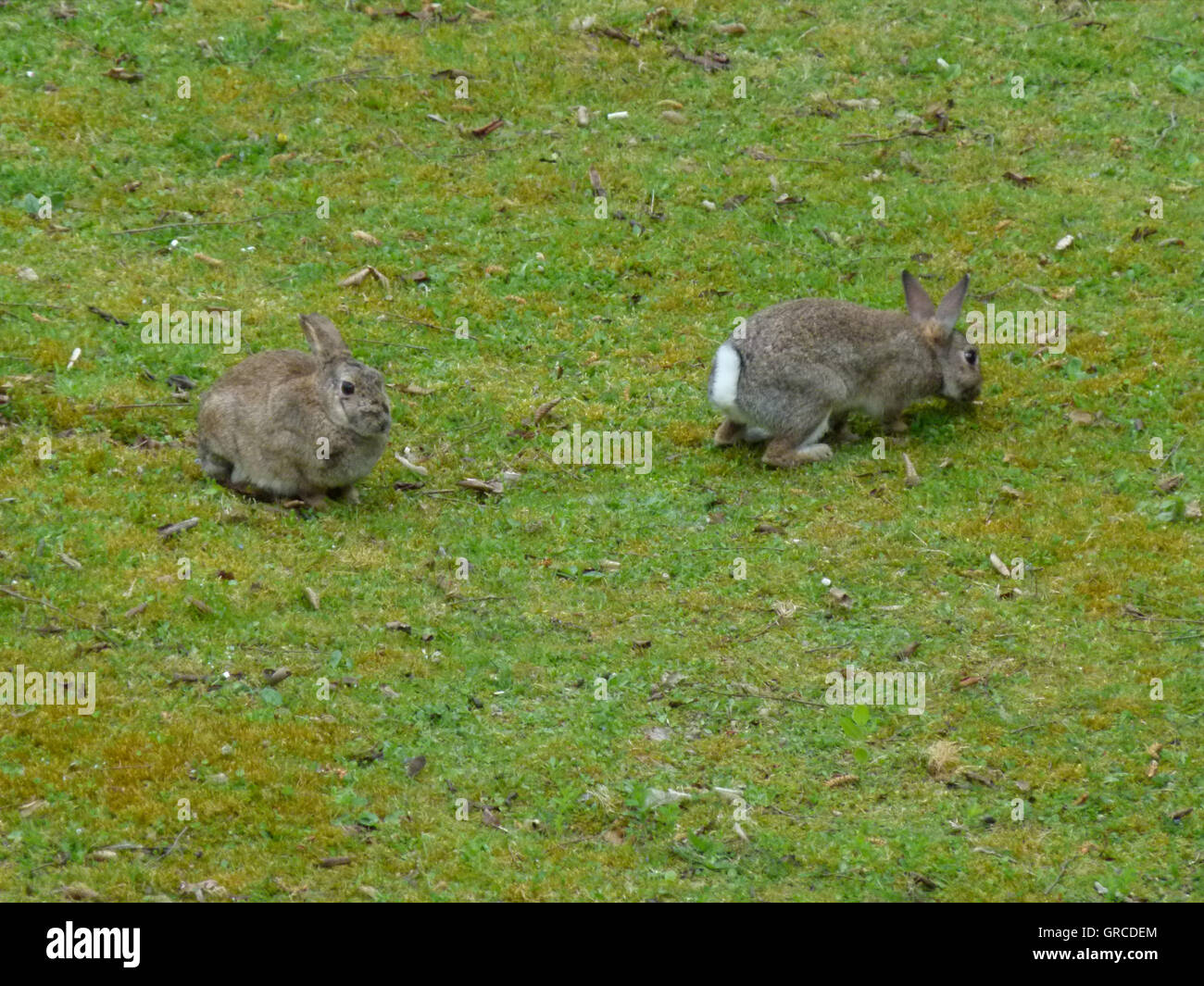 Two Rabbits On A Meadow Stock Photo