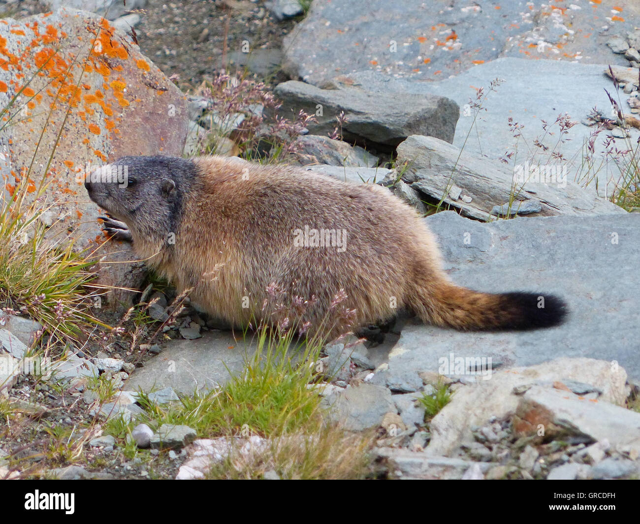 Marmot, Marmota Monax Stock Photo