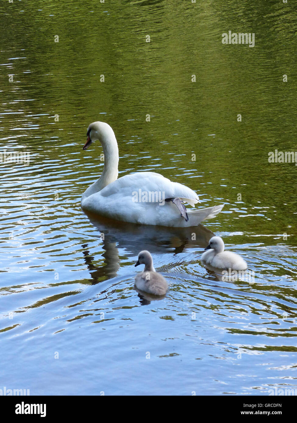 Swan Mum Swimming On The Water Together With Her Two Little Gosling, The Fledglings Are About Two Weeks Old Stock Photo