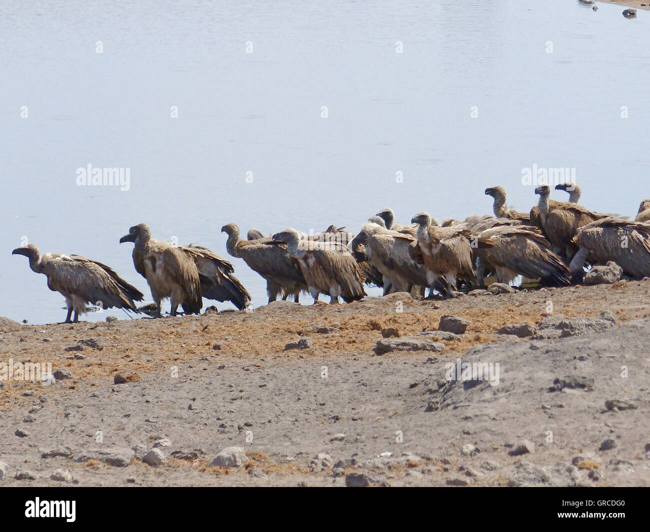 Vultures Lined Up At Waterhole Stock Photo