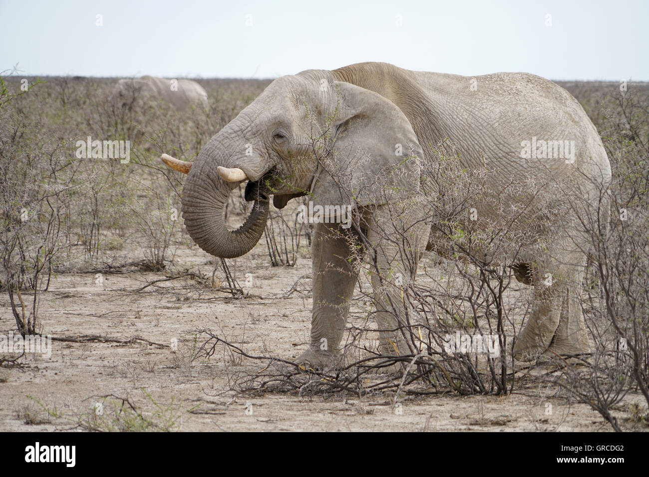 African Elephant, Bull Elephant Stock Photo