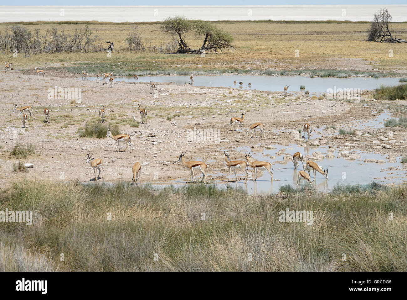 Springboks At A Waterhole Stock Photo