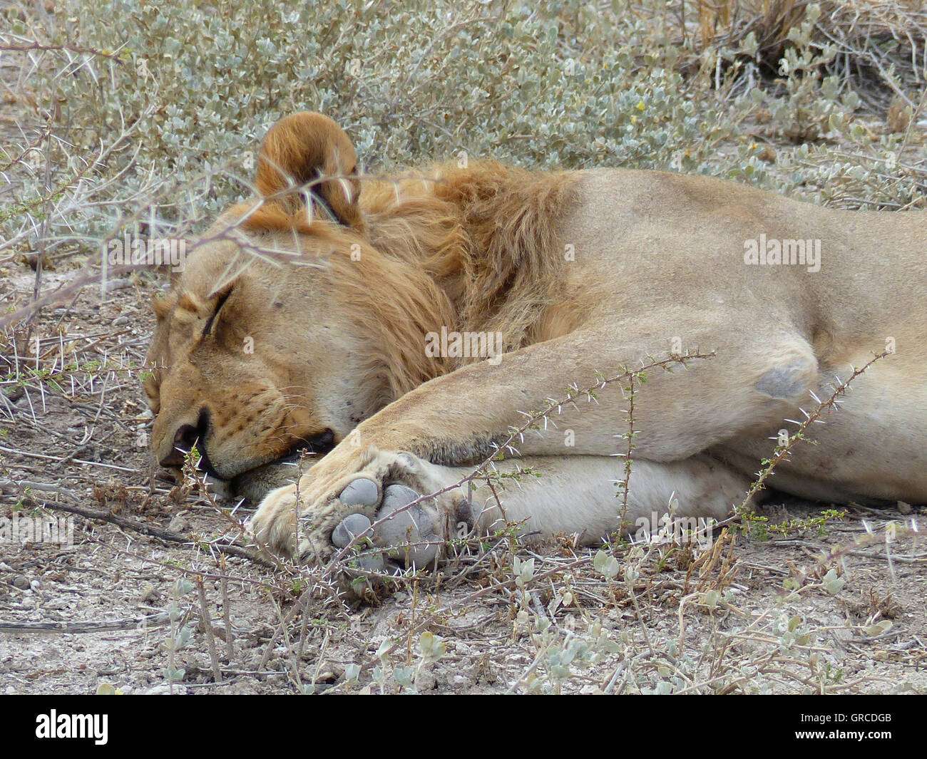 Sleeping Lion, Male Lion Stock Photo