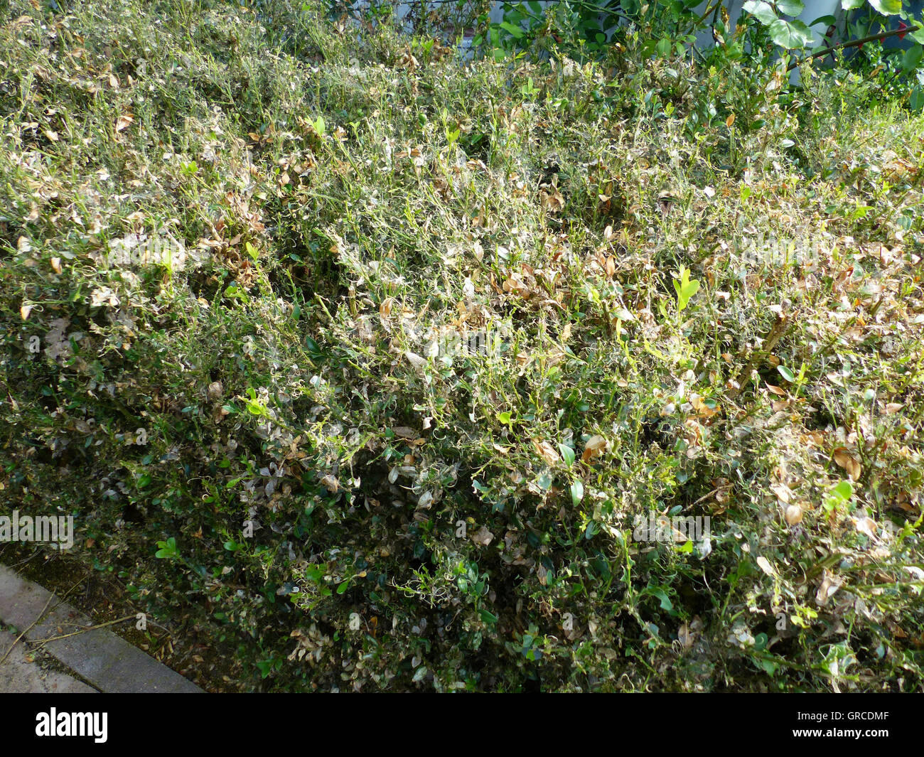 Boxwood Hedge, Infested By Cydalima Perspectalis Stock Photo