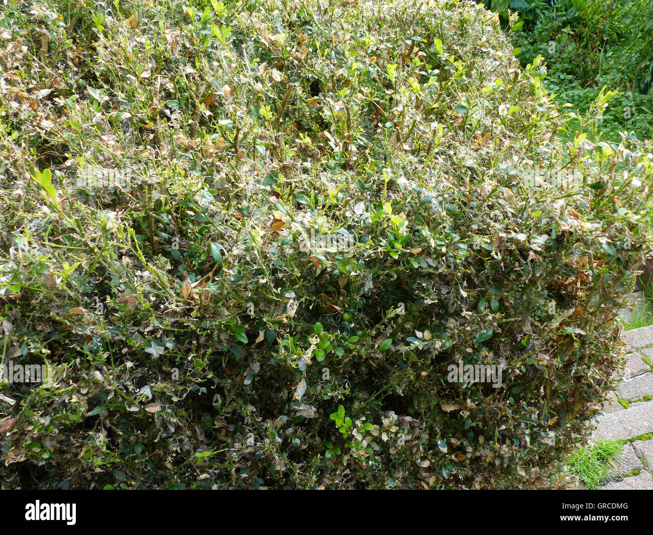 Boxwood Hedge, Infested By Cydalima Perspectalis Stock Photo