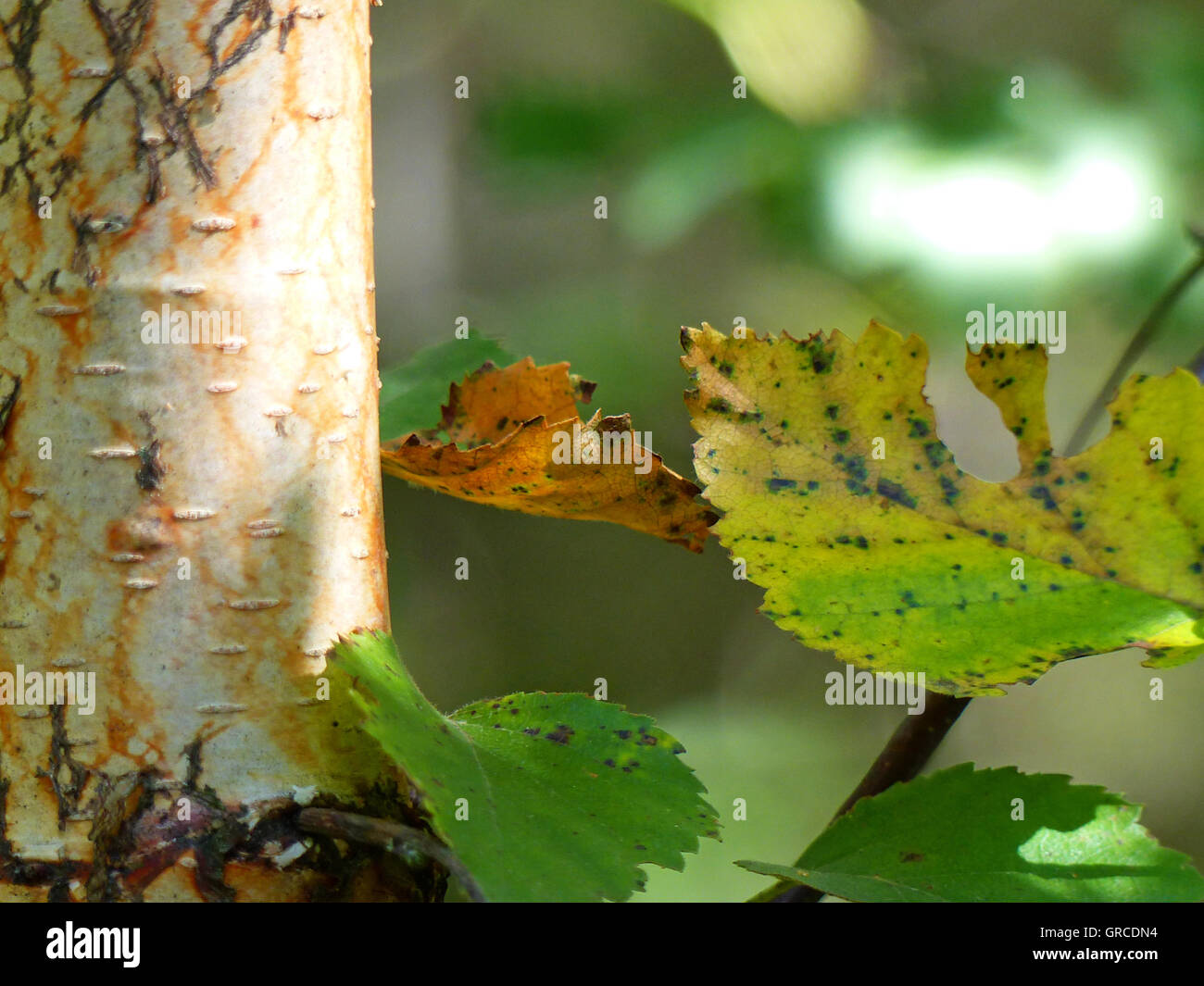 Downy Birch, Betula Pubescens Stock Photo