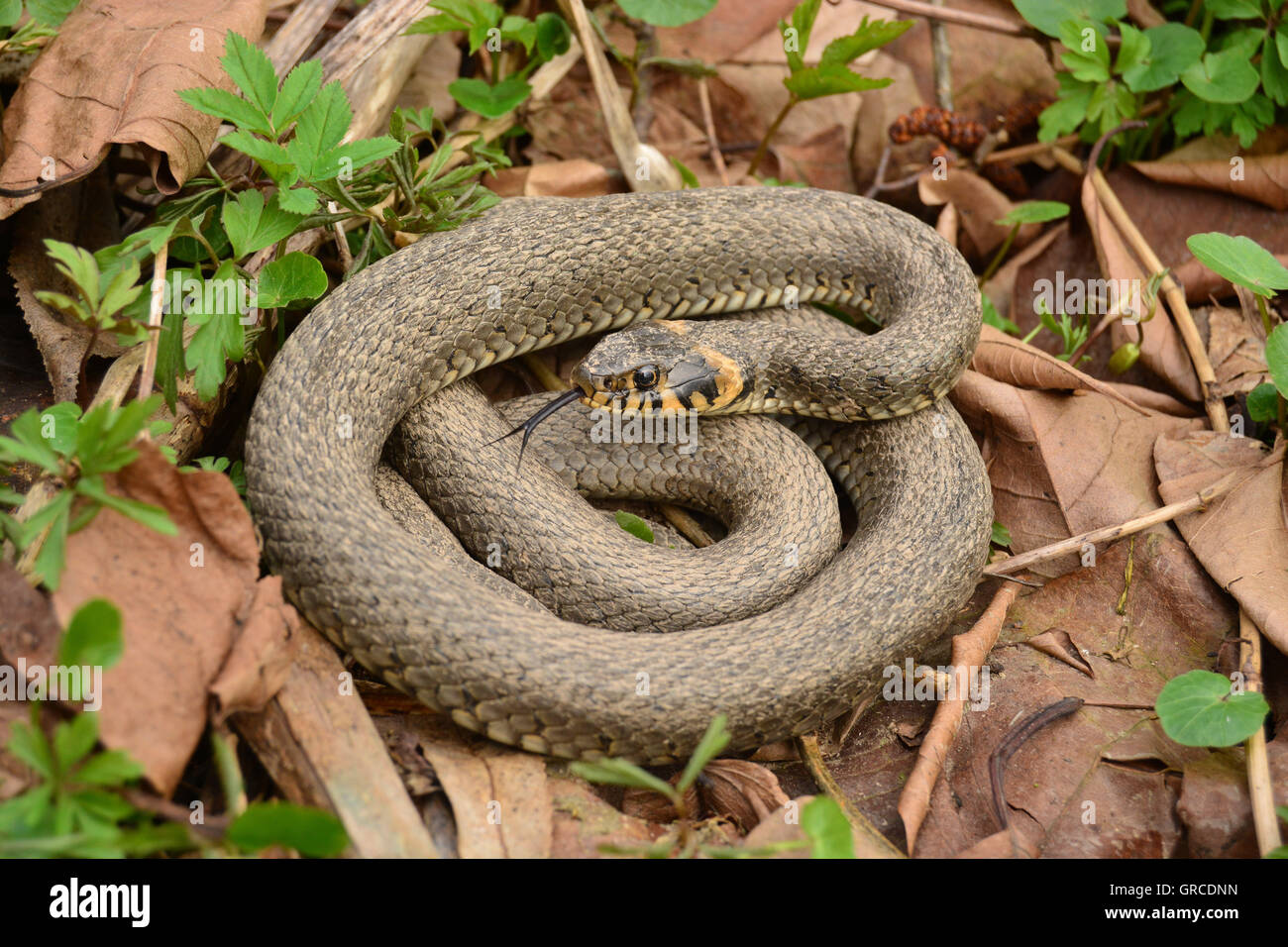 Snakes Ringelnatter Natrix Natrix Stock Photo