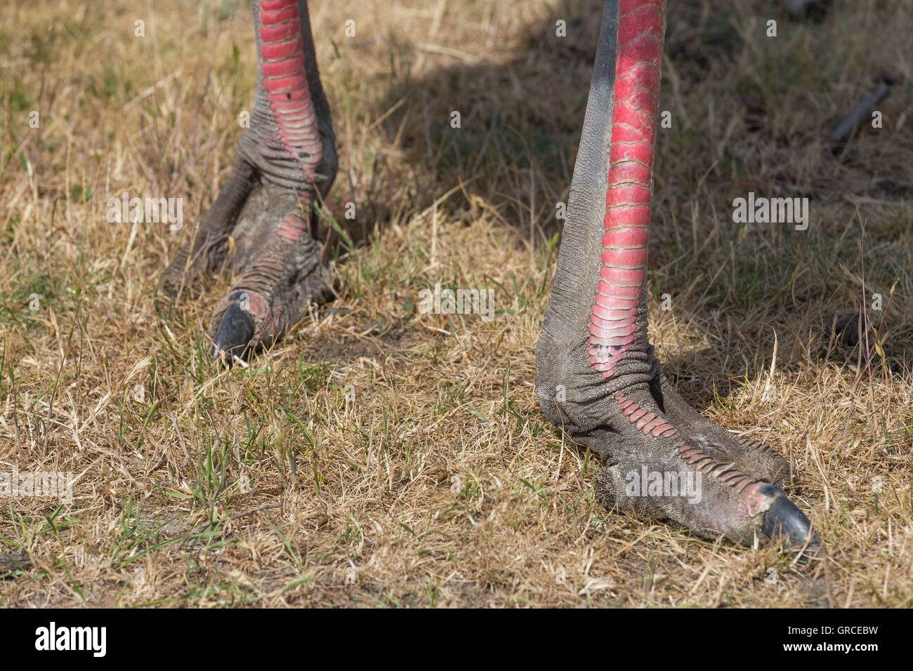 Feet Of An African Ostrich Stock Photo - Alamy