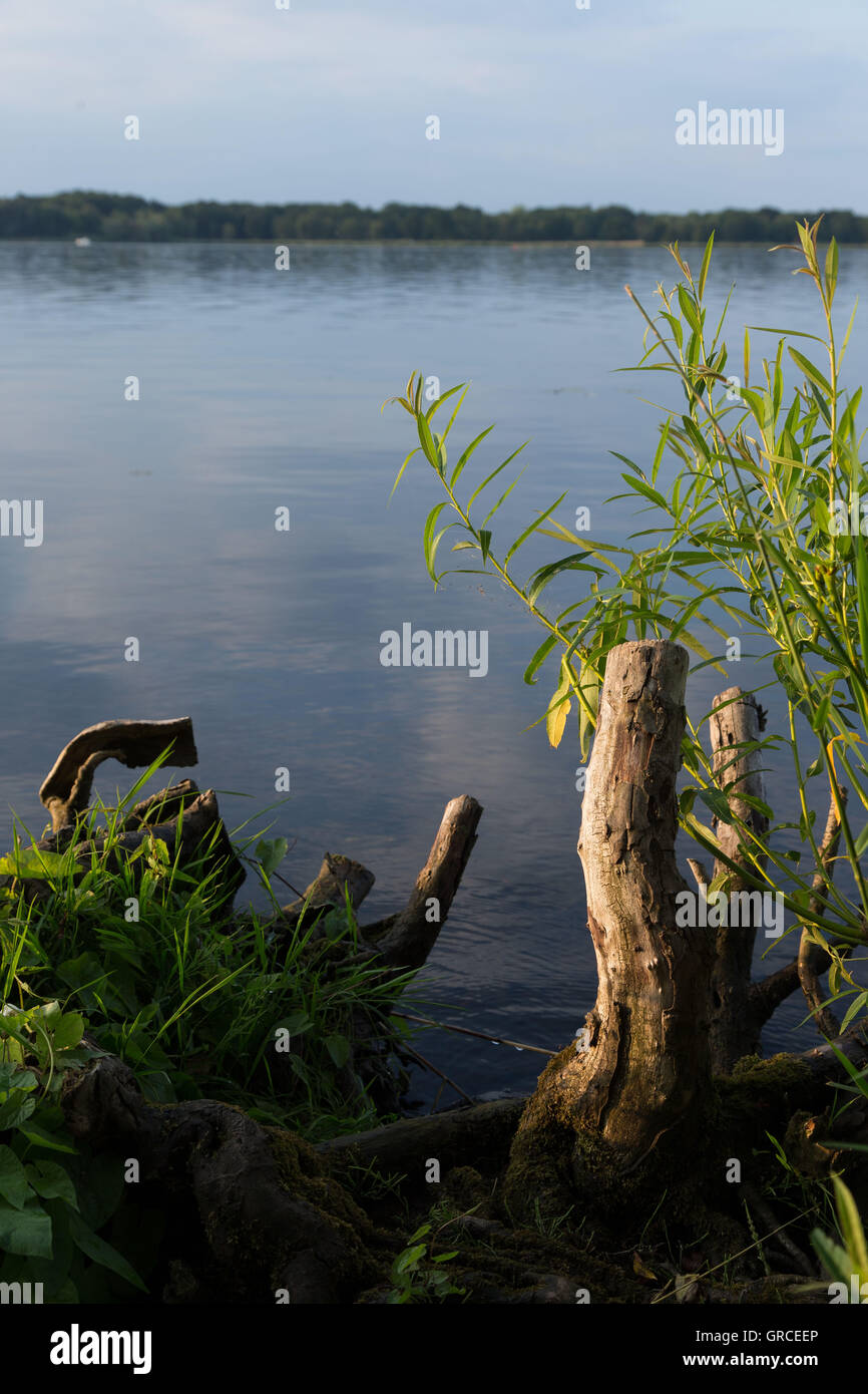 Sawed-Off Tree Stumps On The Banks Of A Lake Stock Photo - Alamy