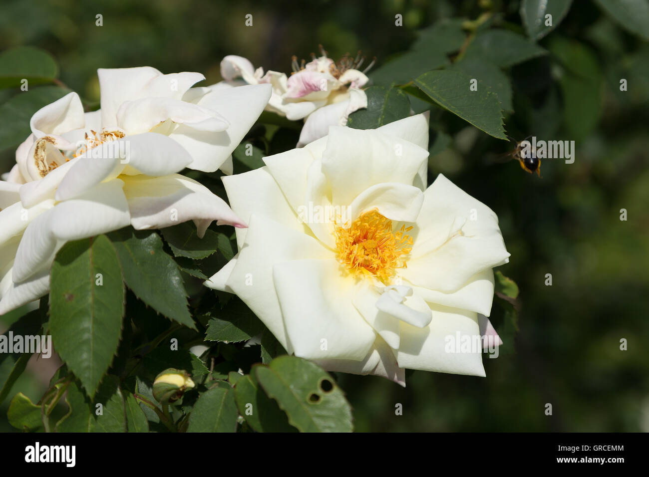 Yellow-White Peasant Rose Blossom With A Bee Approaching Stock Photo