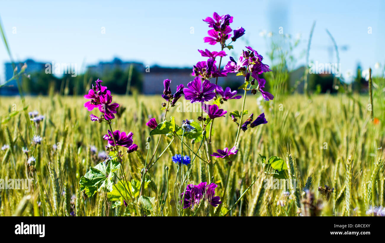 Summer Flower In The Fields Stock Photo