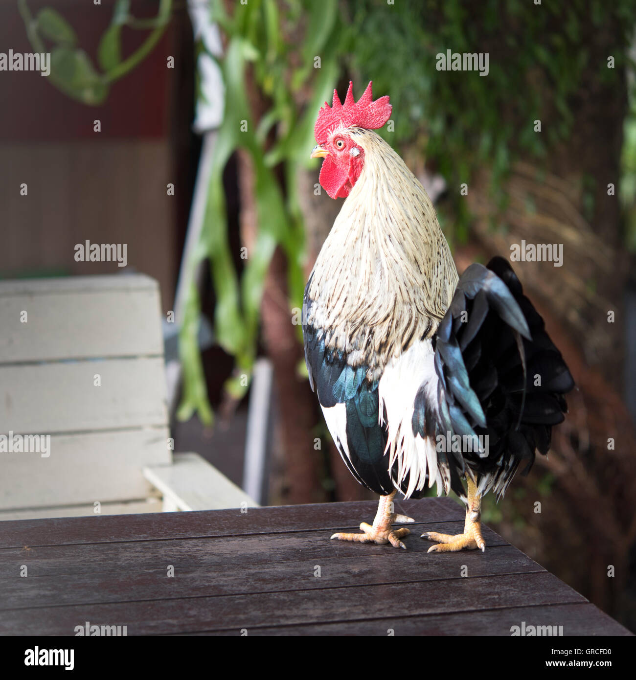 Rooster standing on the edge of a wooden table, showing off its beautiful white, black and iridescent feathers. Stock Photo