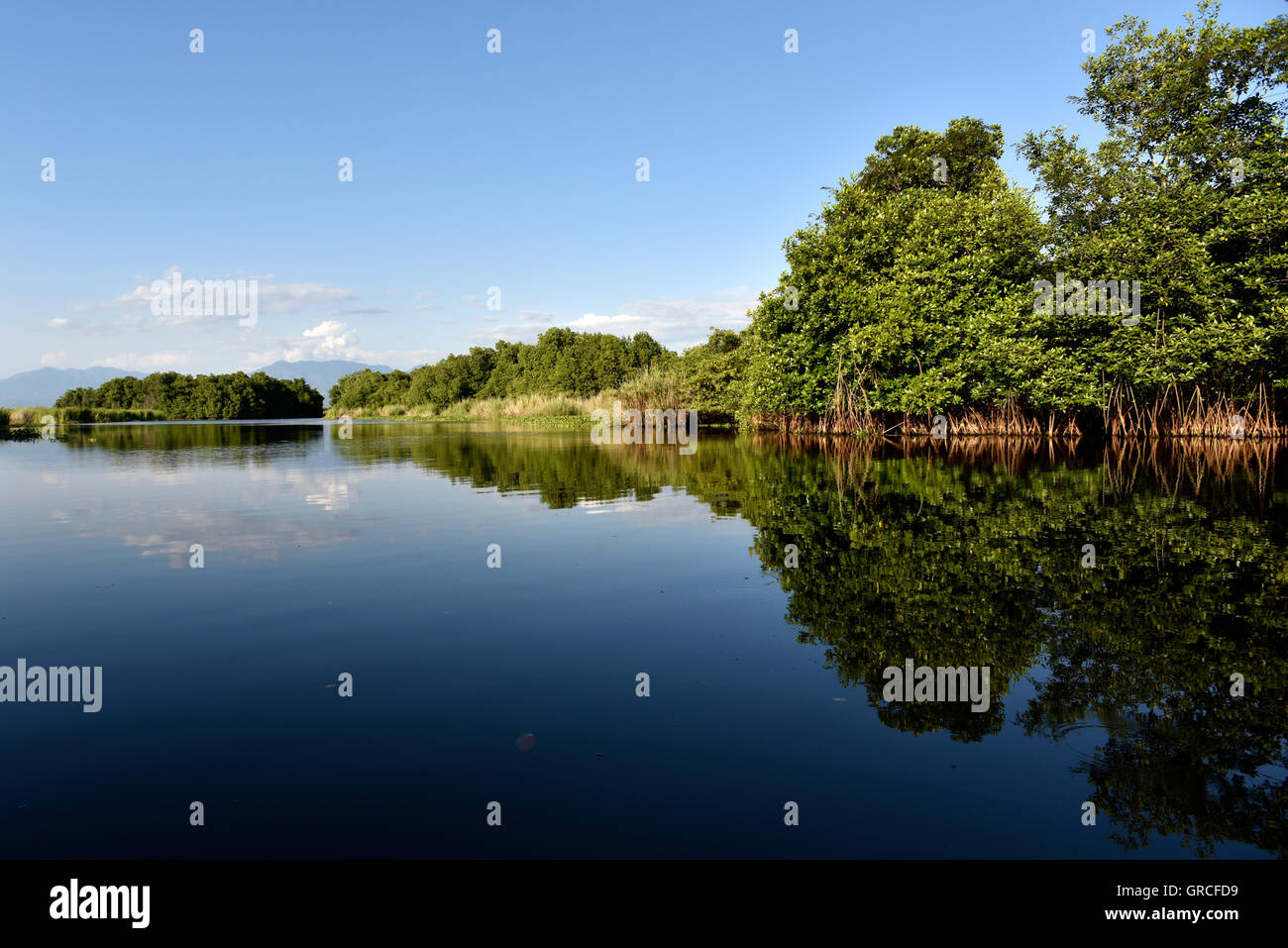 Mangrove: reflections on calm waters. Stock Photo