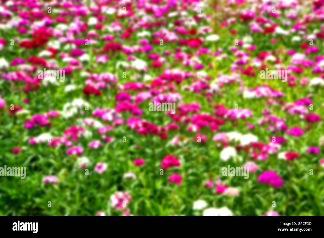 blur in the spring colors   flowers and   garden Stock Photo