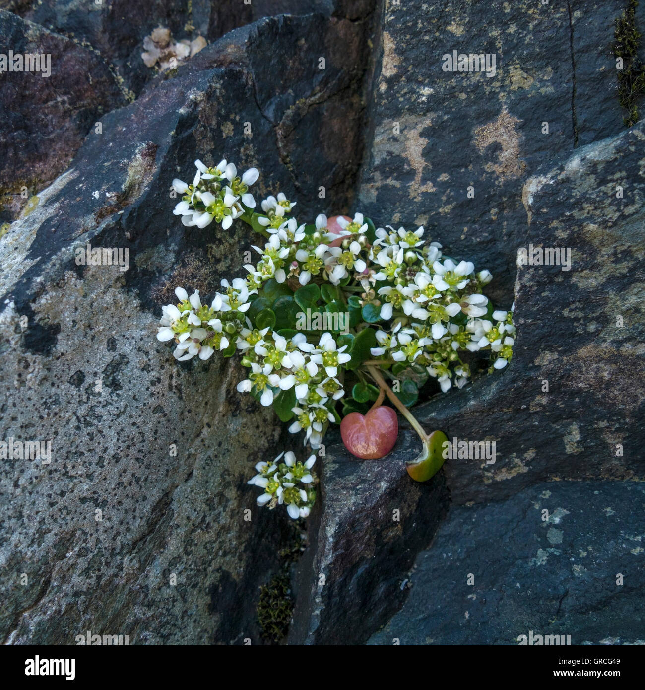 Common scurvy grass plant with white flowers growing on rocks, Isle of Colonsay, Scotland, UK. Stock Photo