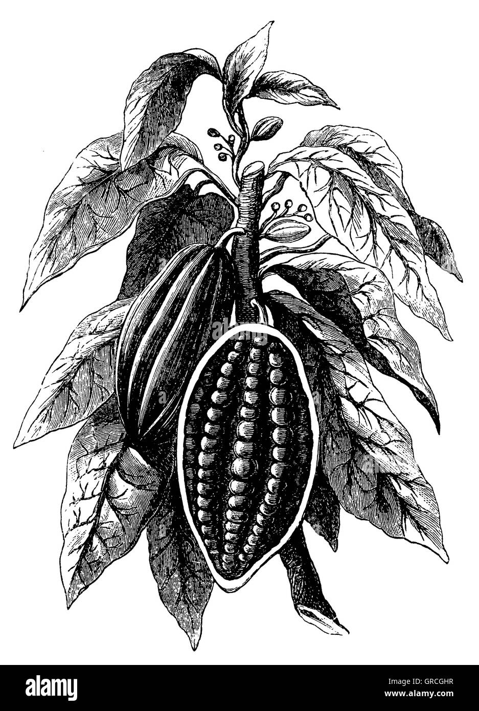 Cacao tree Stock Photo