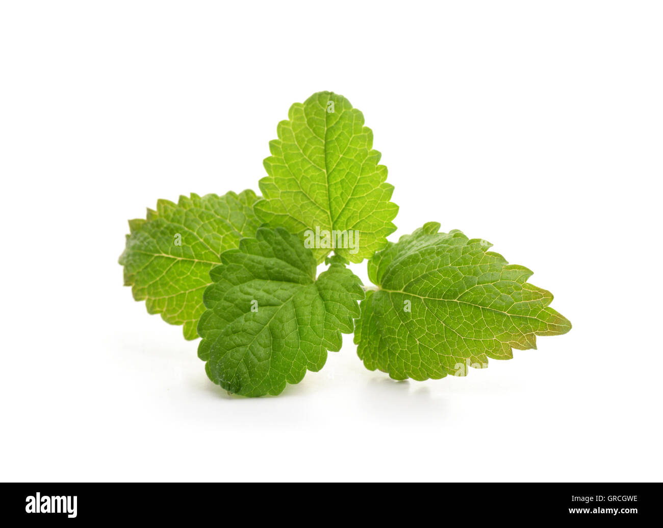 Fresh balm mint leaves isolated on white Stock Photo