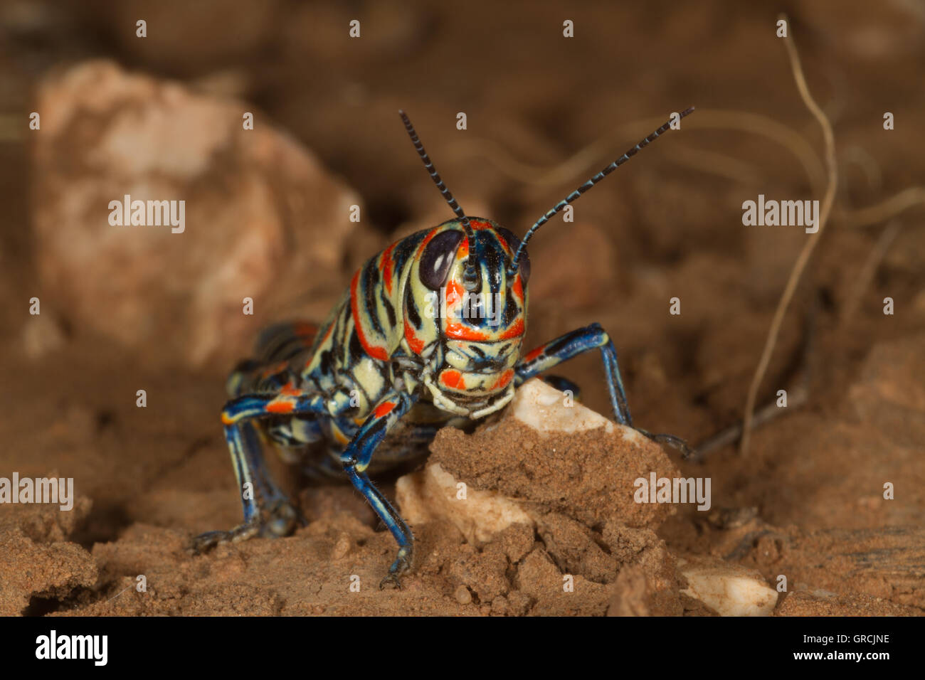 Painted on desert floor. Nevada USA Stock Photo Alamy