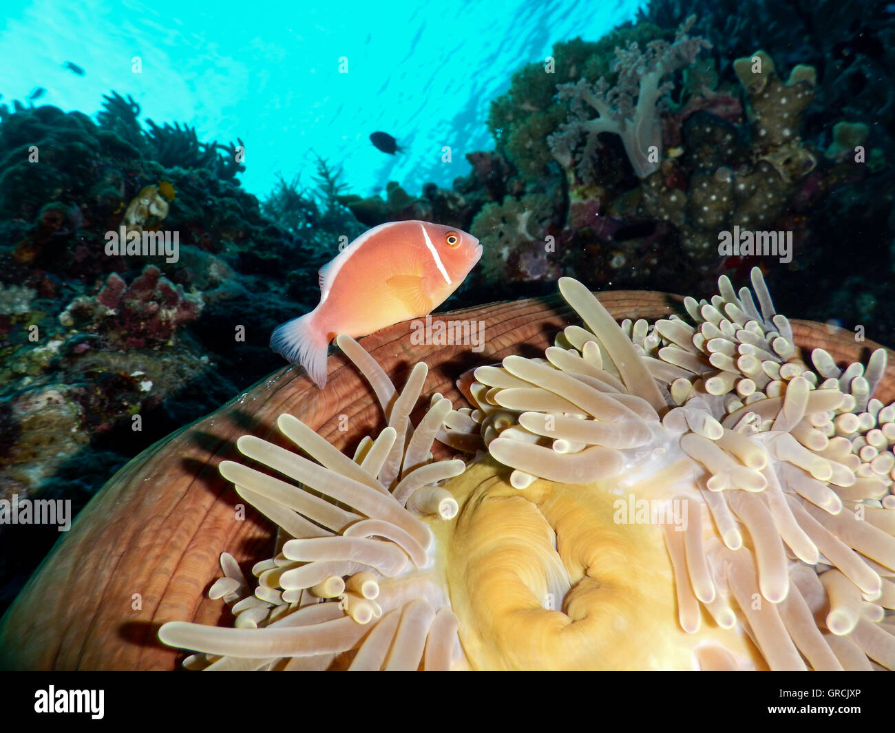 Anemone Fish With Anemone Heteractis Magnifica In The Foreground, Reef And Surface Of Water In The Backgroundselayar, South Sulawesi Stock Photo