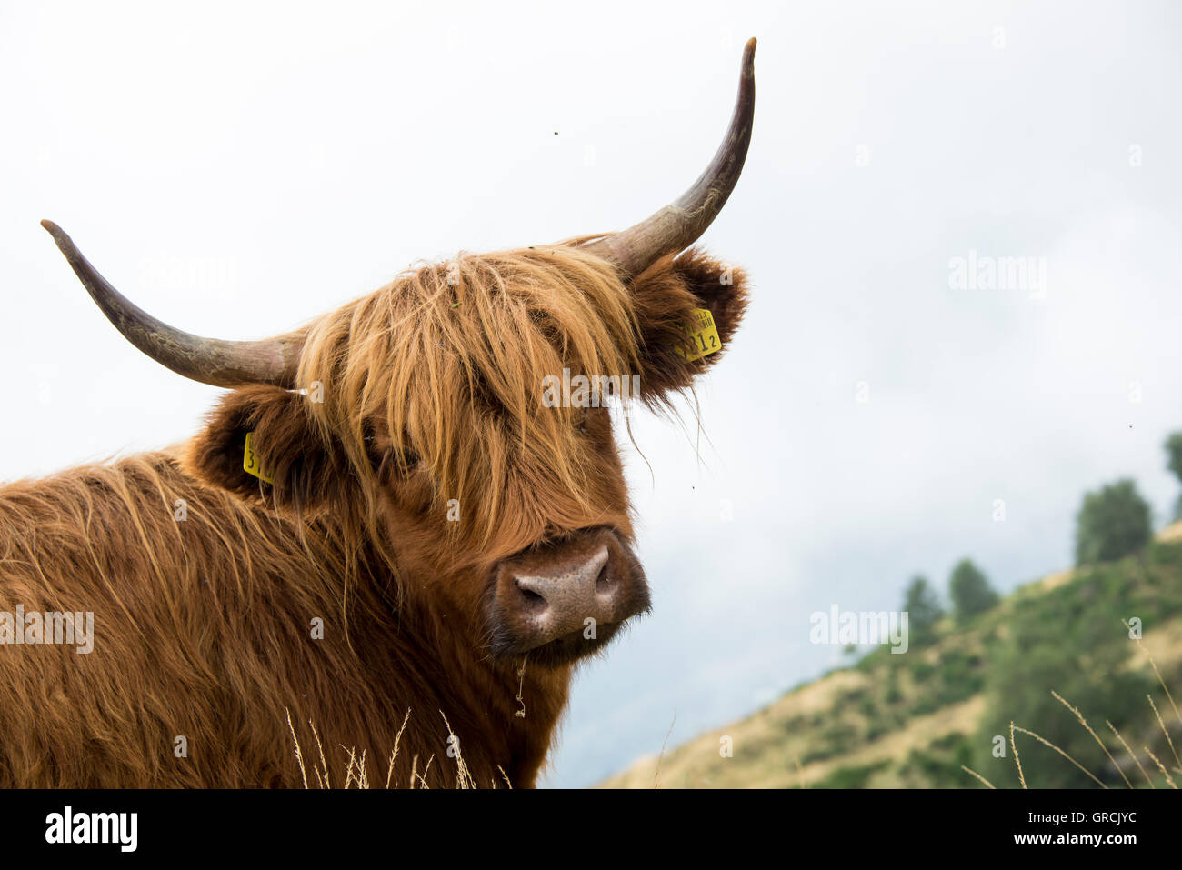 Eye Contact With A Red Scottish Highland Cow, In The Background Gentle Highlands And Clouds Stock Photo