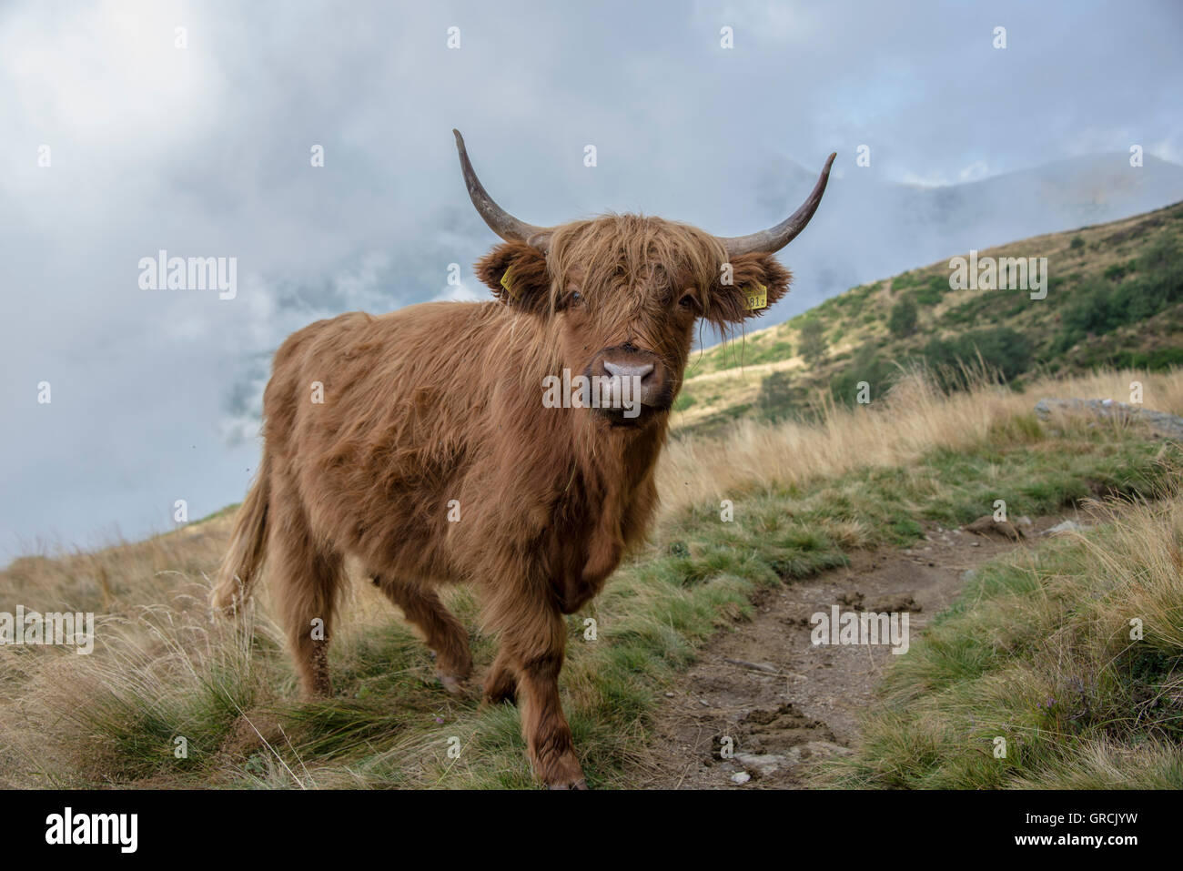 Frontal View Of A Red Scottish Highland Cow, Standing On A Mountain ...