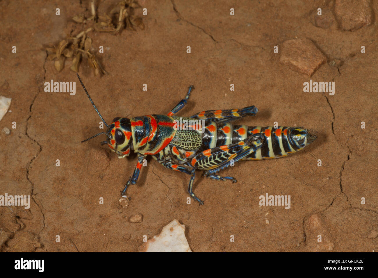 Painted on desert floor. Nevada USA Stock Photo Alamy
