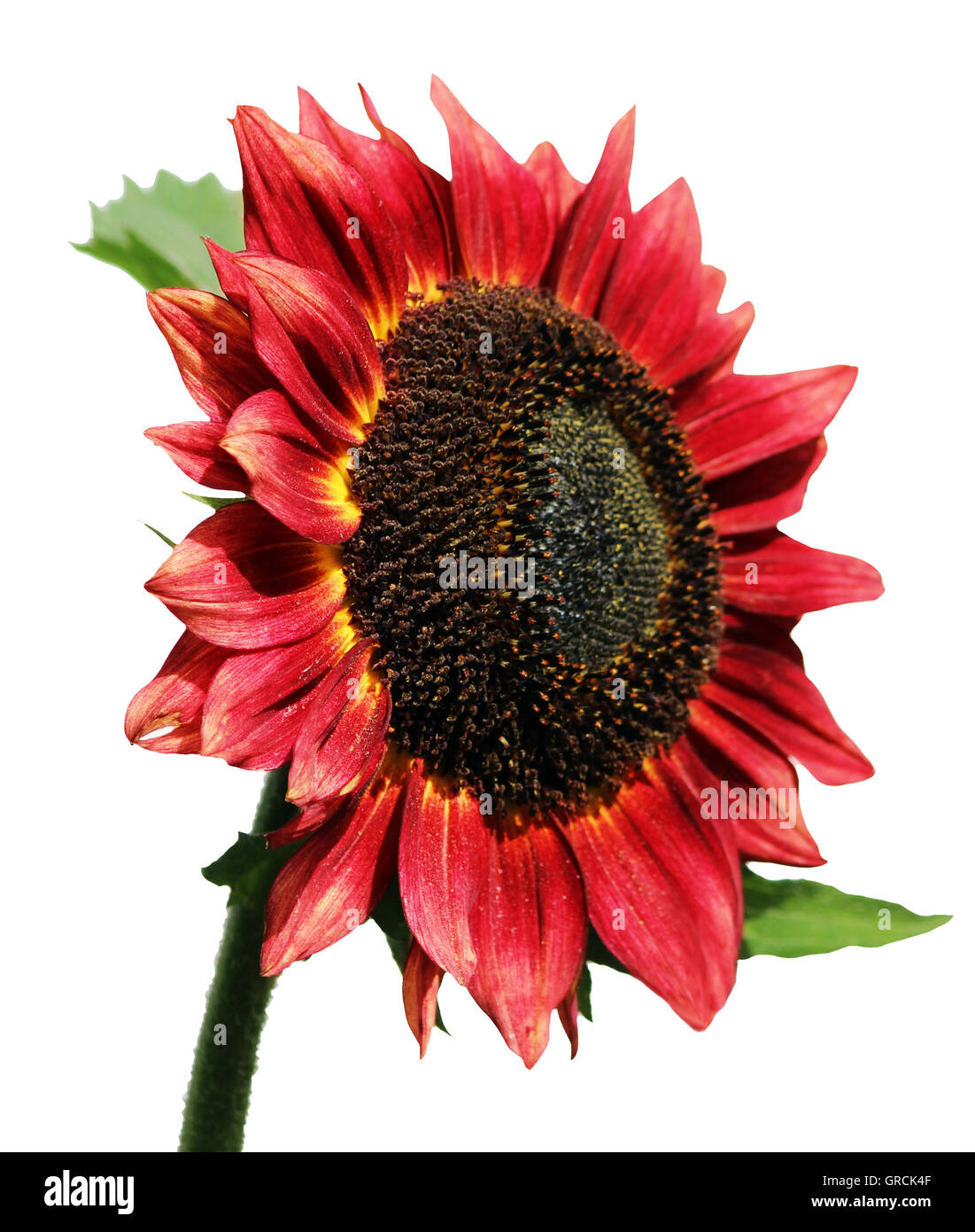 Helianthus annuus with red Cut Out Stock Images & Pictures Alamy
