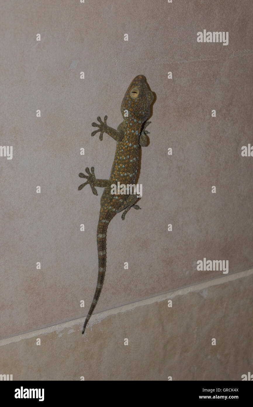 Tokay Gecko On Ceramic Tiles Covered Wall Stock Photo