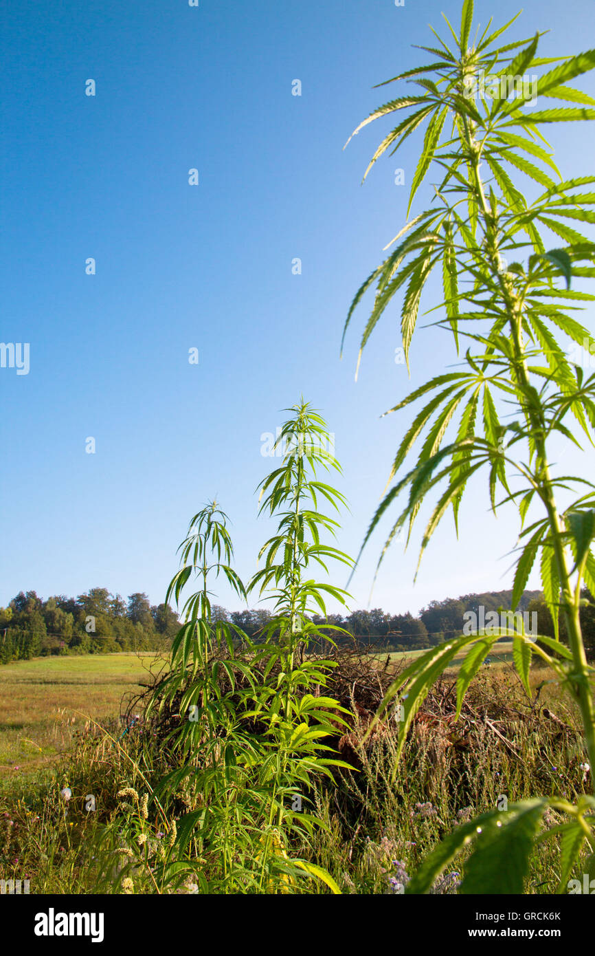 Cannabis Plants Growing Outdoor Stock Photo