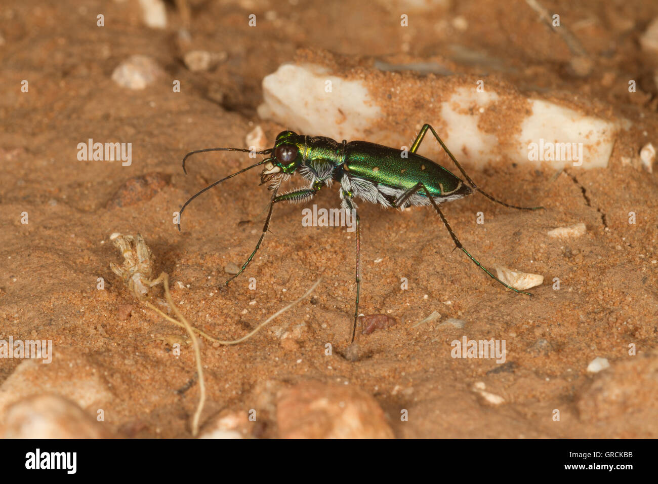 Green coloured Tiger Beetle in Desert. Nevada. USA Stock Photo Alamy