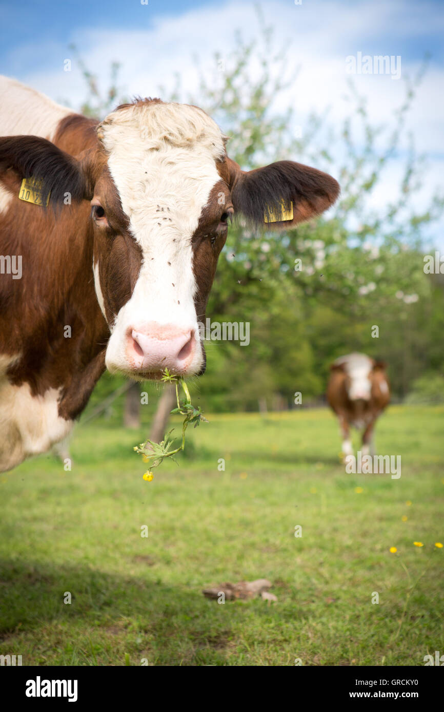 Cow Portrait On Pasture Stock Photo
