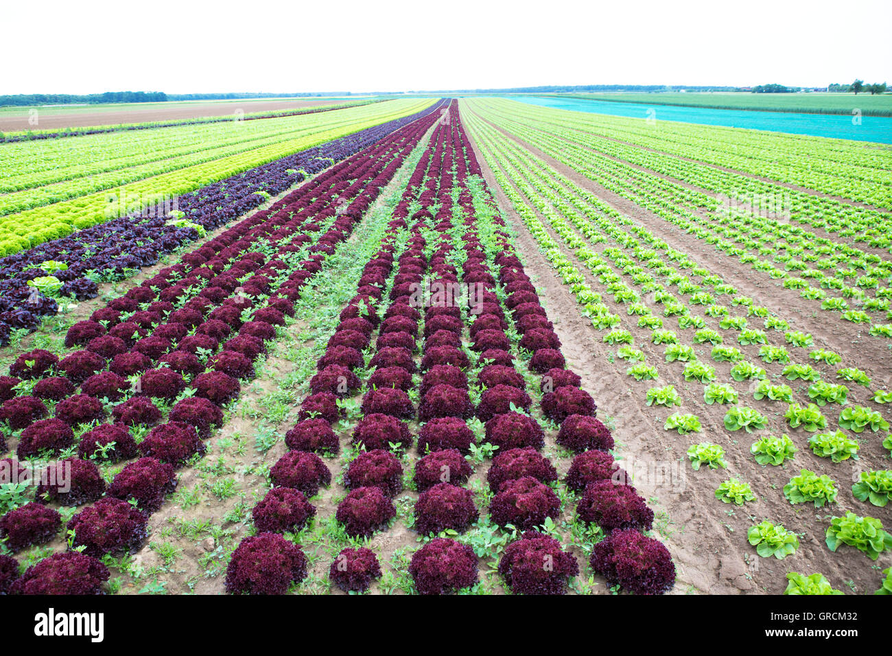 U. Gemüseanbau Im Rheinland Stock Photo