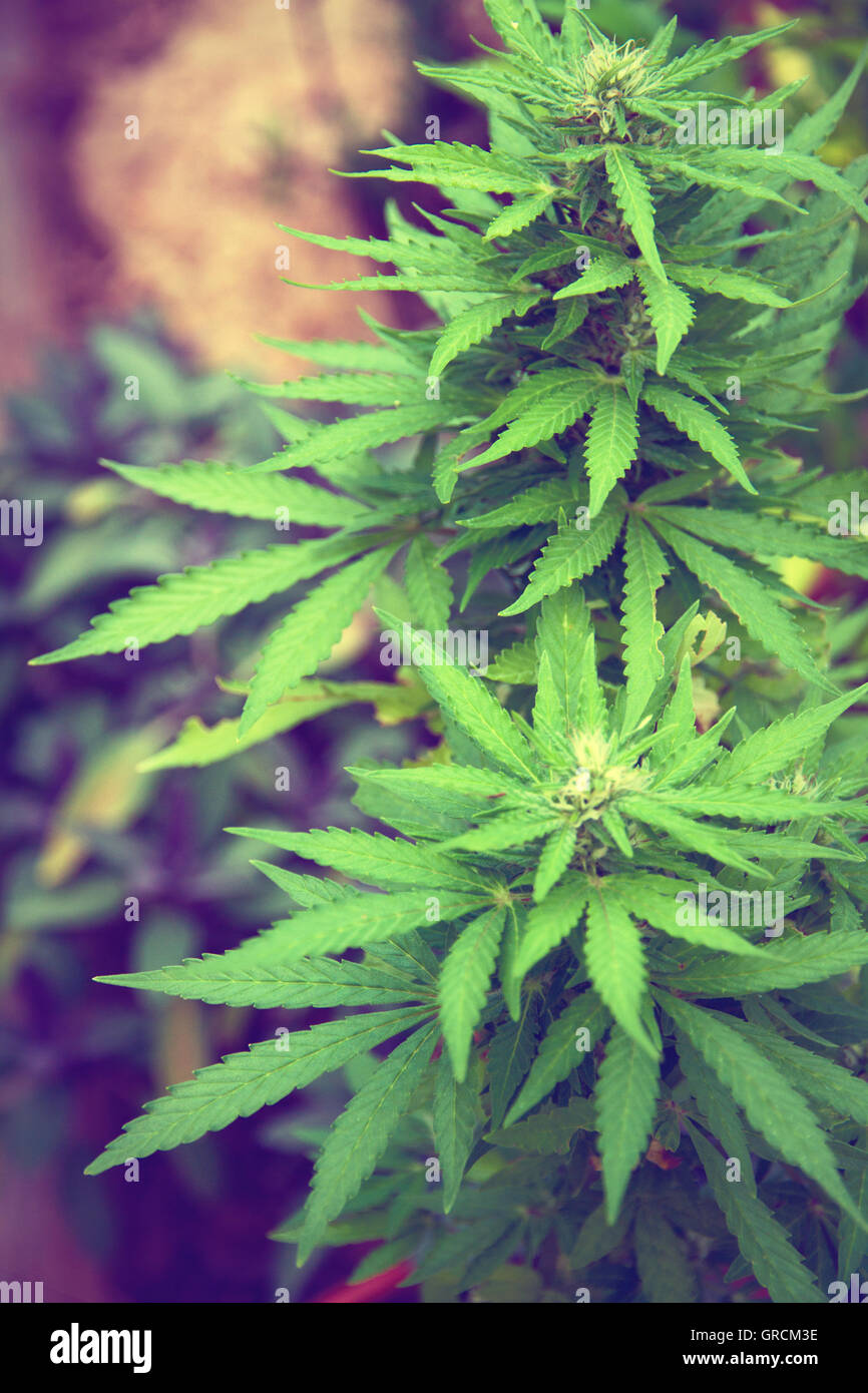 Cannabis Plant Stock Photo