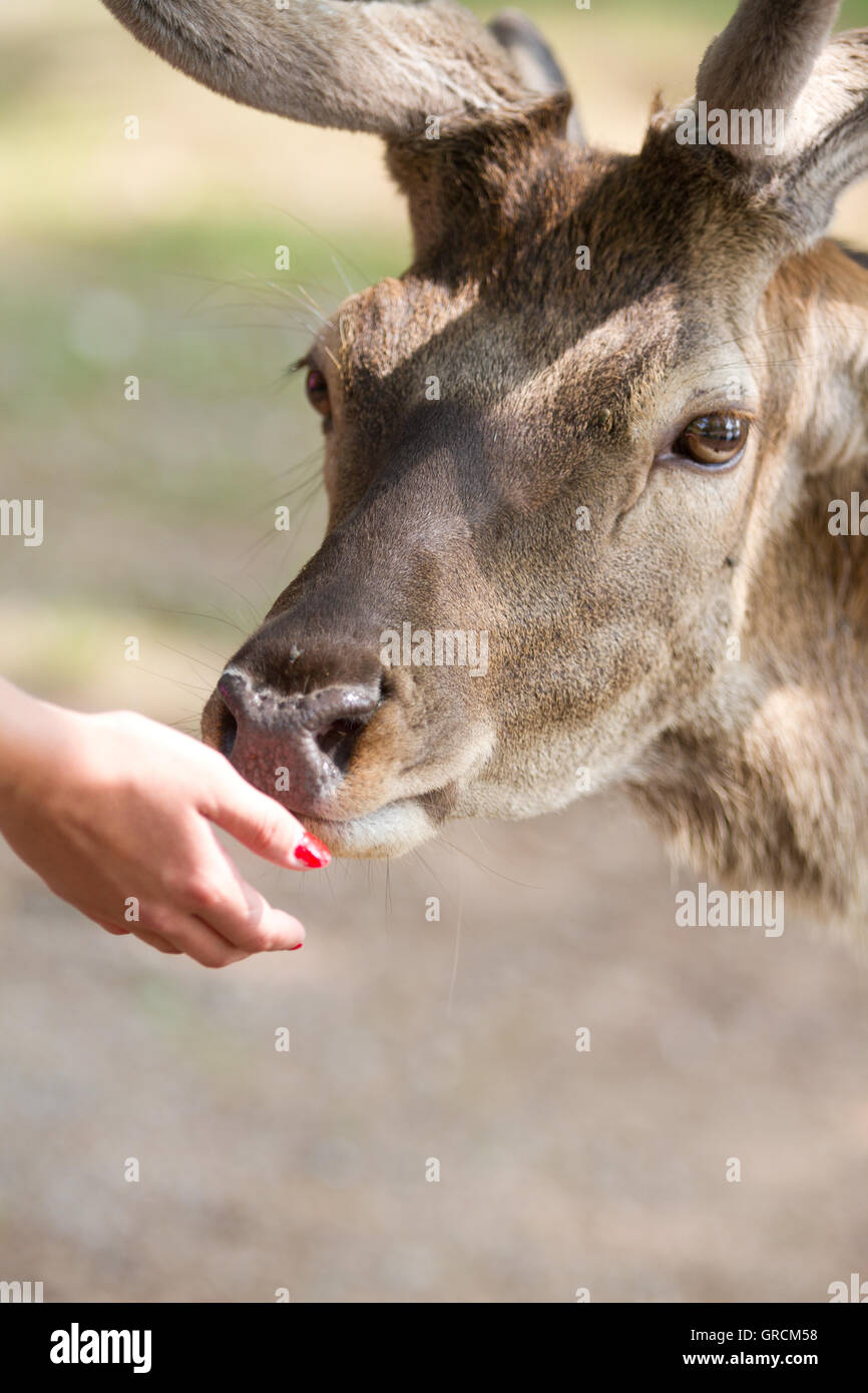Deer And Woman Hand, Deer Feeding Stock Photo