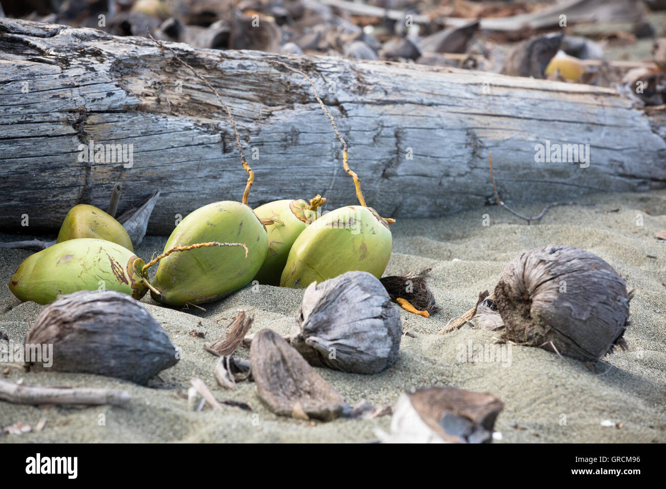 Coconut Fruits On The Beach Stock Photo